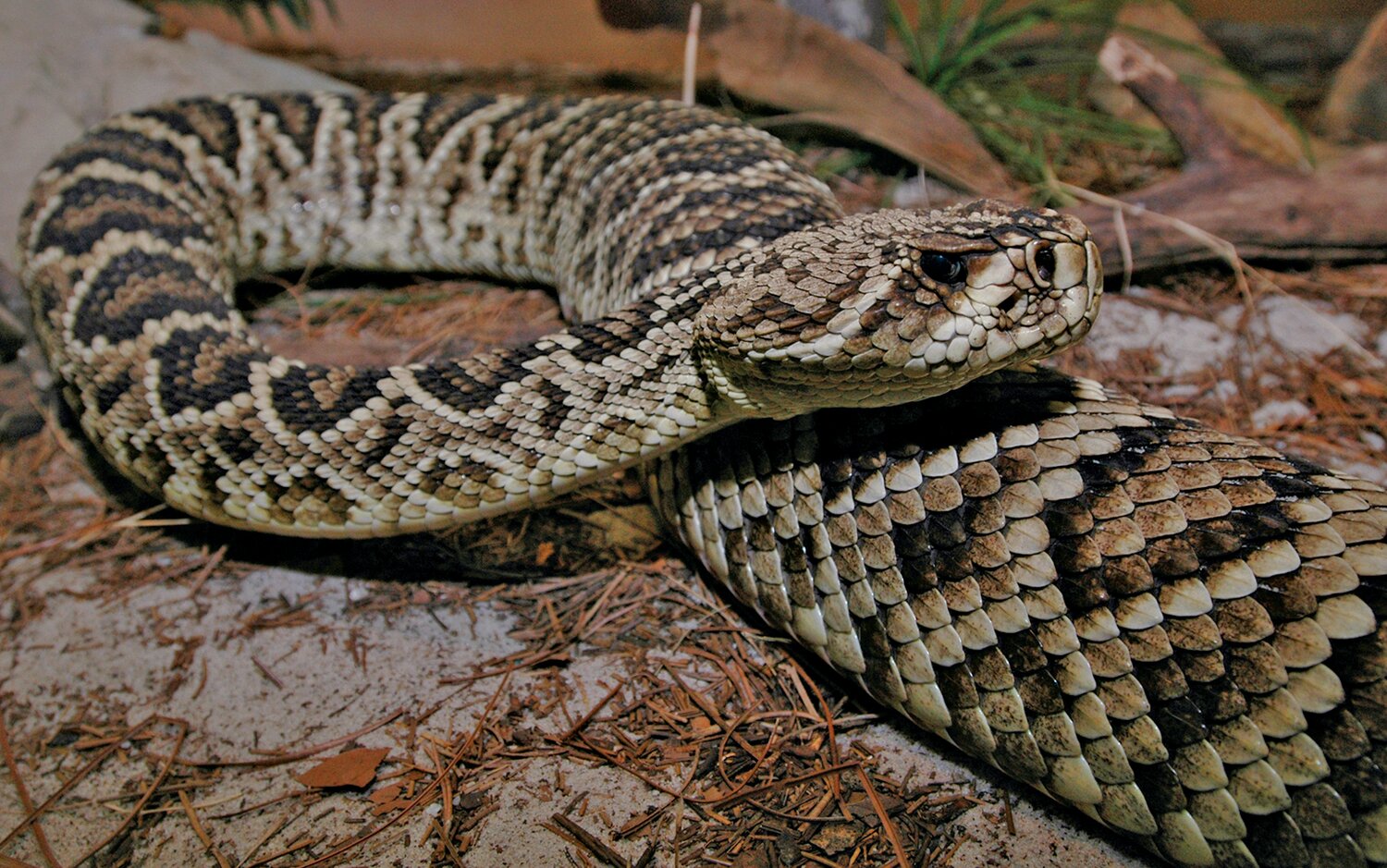 Can you recognize Florida's native venomous snakes? | Lake